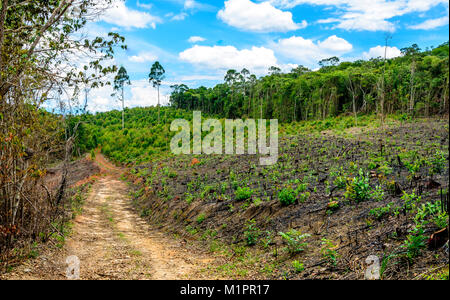 Ein Feldweg in der Eukalyptus Produktion Wald in Minas Gerais, Brasilien. Stockfoto