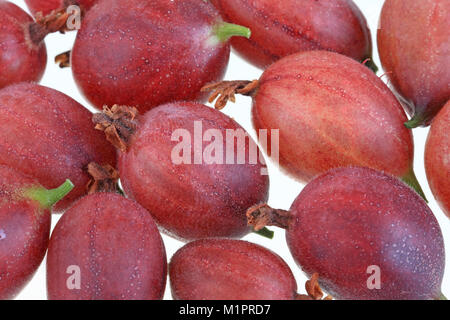 Rote Stachelbeeren, Rote Stachelbeeren, Stockfoto