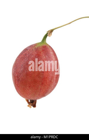 Rote Stachelbeere, Platten, Rote Stachelbeere, Freisteller Stockfoto