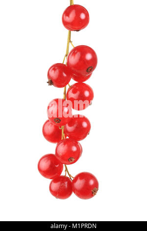 Beeren, rote Johannisbeere, Vielzahl Rovanda, Platten, Beerenobst, Rote Johannisbeere, Sorte Rovanda, Freisteller Stockfoto