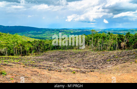 Abgewischt Baum in der Eukalyptus Produktion Wald. Minas Gerais, Brasilien. Stockfoto