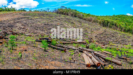 Abgewischt Baum in der Eukalyptus Produktion Wald. Minas Gerais, Brasilien. Stockfoto