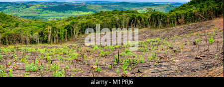 Abgewischt Baum in der Eukalyptus Produktion Wald. Minas Gerais, Brasilien. Stockfoto