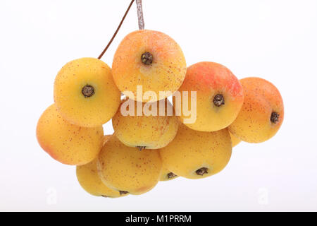 Speierling Sorbus domestica, Obst Binder, wichtige zusätzliche Frucht für die Herstellung von Apfelwein, Fruchtdolden, Wichtige Zusatzfrucht zur Herstellun Stockfoto