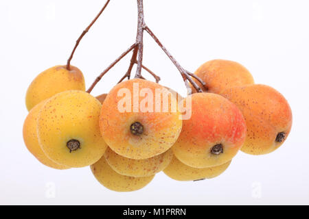 Speierling Sorbus domestica, Obst Binder, wichtige zusätzliche Frucht für die Herstellung von Apfelwein, Fruchtdolden, Wichtige Zusatzfrucht zur Herstellun Stockfoto