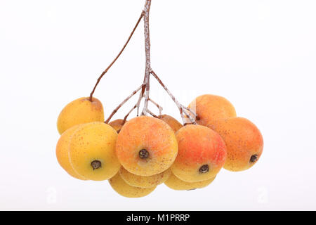 Speierling Sorbus domestica, Obst Binder, wichtige zusätzliche Frucht für die Herstellung von Apfelwein, Fruchtdolden, Wichtige Zusatzfrucht zur Herstellun Stockfoto