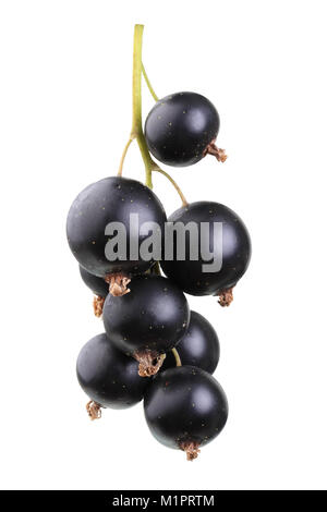 Schwarze Johannisbeeren der Sorte Hochzeit aus Rosenthal lange Schwarz., Schwarze Johannisbeeren der Sorte Rosenthals Langtraubige Schwarze. Stockfoto