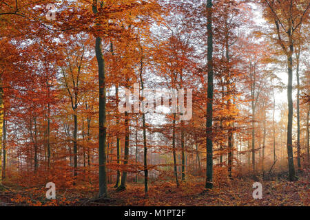 Herbst gefärbten Buchenwälder, Morgenstimmung, Solms, im Lahn-Dill-Kreis, Hessen, Deutschland, Herbstlich gefärbter Buchenwald, Morgenstimmung, Lahn-Dil Stockfoto