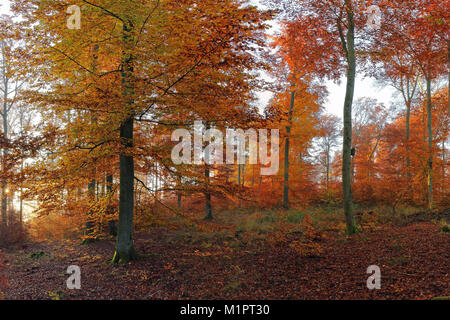 Herbst gefärbten Buchenwälder, Morgenstimmung, Solms, im Lahn-Dill-Kreis, Hessen, Deutschland, Herbstlich gefärbter Buchenwald, Morgenstimmung, Lahn-Dil Stockfoto