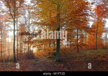 Herbst gefärbten Buchenwälder, Morgenstimmung, Solms, im Lahn-Dill-Kreis, Hessen, Deutschland, Herbstlich gefärbter Buchenwald, Morgenstimmung, Lahn-Dil Stockfoto