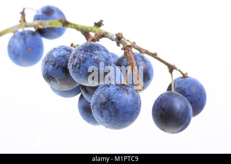 Früchte oder Beeren der Schlehdorn Prunus Spinosa, Schlehe, Schlehen, hinterer Wirbelsäule oder Black Thorn. Platten., Früchte oder Beeren des Schlehdorn Stockfoto