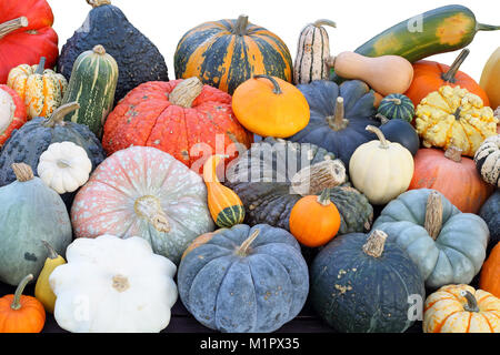 Kürbis Auswahl im Herbst. Alle Kürbis Arten im Detail aufgeführt werden, Kürbisauswahl im Herbst. Alle Kürbisarten werdener noch detailliert aufg Stockfoto