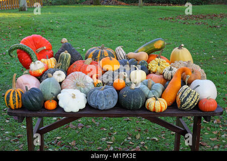 Kürbis Auswahl im Herbst. Alle Kürbis Arten im Detail aufgeführt werden, Kürbisauswahl im Herbst. Alle Kürbisarten werdener noch detailliert aufg Stockfoto