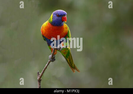 Ein rainbow lorikeet im klassischen thront auf einem Zweig dar. Die weiche Hintergrund wird durch weiches Licht, das durch Gummi Bäume erstellt. Stockfoto