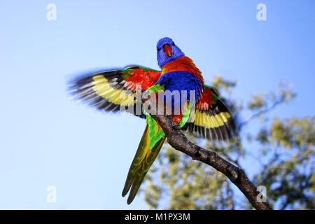 Ein lorikeet Landung auf einem Zweig mit seinem Flügel öffnen, um die wunderbaren Farben angezeigt. Es ist ein bisschen wie Motion Blur, wo die Flügelenden als noch bewegt. Stockfoto