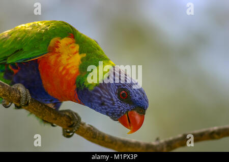 Rainbow lorikeet thront auf einem Zweig nach unten an, was unter Suchen Stockfoto