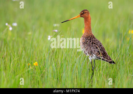 Single Uferschnepfe Vogel auf grasbewachsenen Feuchtgebieten während der Brutzeit im Frühjahr Stockfoto