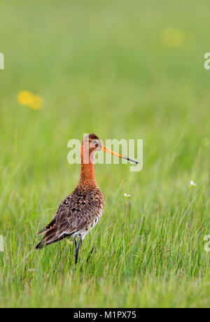 Single Uferschnepfe Vogel auf grasbewachsenen Feuchtgebieten während der Brutzeit im Frühjahr Stockfoto