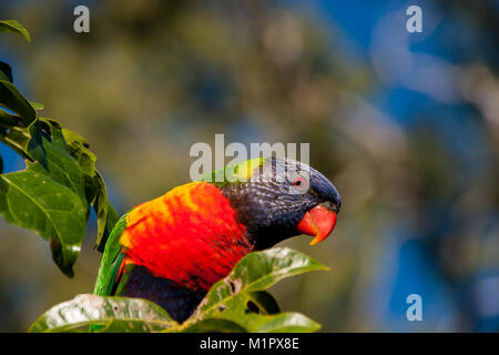 Rainbow lorikeet in den Blättern eines Illawarra Flame Tree - brachychiton Acerifolius - mit Gummi Bäume im Hintergrund. Stockfoto