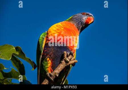 Rainbow lorikeet durch einen blauen Himmel umgeben, wie Sie auf dem oberen Zweig eines illawarra Flame Tree thront (brachychiton acerifolius) nach unten schauen. Stockfoto