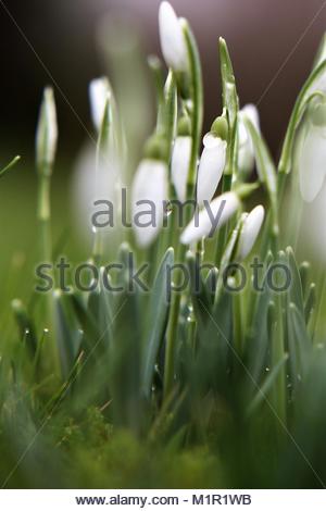 Erste frische Schneeglöckchen nach einem Winter Tauwetter in einem bayerischen Garten Stockfoto