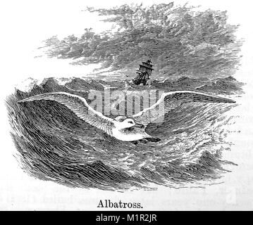 Ein 1889 Abbildung aus der Kammer Lexikon - Abbildung: Ein ALBATROS IM FLUG MIT SEGELSCHIFF HINTER Stockfoto