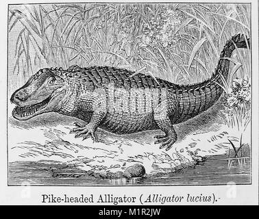 Ein 1889 Abbildung aus der Kammer Enzyklopädie der HECHT VORANGEGANGEN ALLIGATOR, Kaimane oder Cayman (Alligator Lucius) auch als Florida, Louisiana, Mississippi oder American alligator; oder einfach nur Gator bekannt. Stockfoto