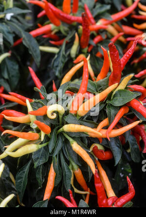 Capsicum-Chilis-1 Stockfoto