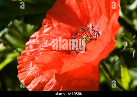 Nahaufnahme der Mohnblume Stockfoto