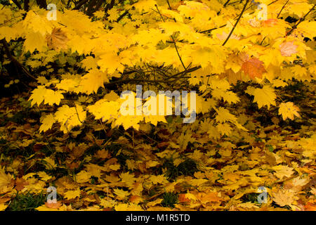 Japanese acer in Autumn (Fall) foliage Stockfoto