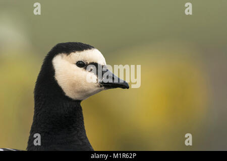 Nonnengans, Branta leucopsi, geschossen von Kopf und Hals, gegen einen diffusen Hintergrund, Ende Winter Stockfoto