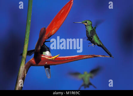 Costa Rica. Monte Verde. Nationalpark Monte Verde. Nebelwald. Kolibris. Grün - gekrönte Brillant (Heliothryx Barroti). Stockfoto