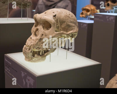 Georgische Nationalmuseum in der Hauptstadt Tiflis hat viele verschiedene Ausstellungen, Steinzeit Georgia mit sculls von Homo erectus und mehr Stockfoto