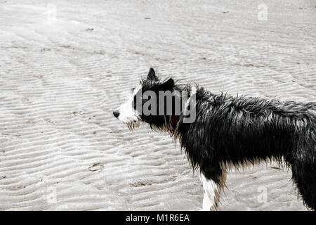 Puerto Piramides, Strand, Sonne, Wellen und Sand, schönen Tag Stockfoto