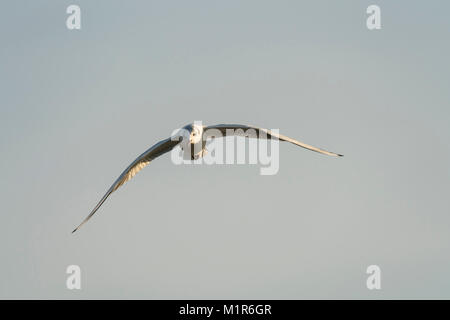 Schwarze Leitung Gull, Chroicocephalus plumaged ridibundus, Winter, im Flug gegen einen hellblauen Himmel. Stockfoto