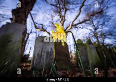 London, Großbritannien. 1 Feb, 2018. UK Wetter: Frühling Narzissen blühen im Morgenlicht in Tower Hamlets Friedhof Park. Credit: Guy Corbishley/Alamy leben Nachrichten Stockfoto