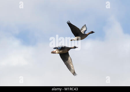 Southport, Merseyside. UK Wetter. 1. Februar. 2018. Wild life, Kanada Gänse, in die Luft, als die starken Winde zerschlagen, die Küste mit Ebbe für den Start einer neuen Winter Monat. Die Temperaturen sind Prognose noch weiter als Nordwind Sweep in zu fallen. Kredit; MediaWorldImages/AlamyLiveNews Stockfoto