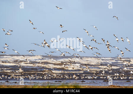 Southport, Merseyside. 1 Feb, 2018. UK Wetter. Wild life in die Luft, als die starken Winde zerschlagen, die Küste mit Ebbe für den Start einer neuen Winter Monat. Die Temperaturen sind Prognose noch weiter als Nordwind Sweep in zu fallen. Kredit; MediaWorldImages/AlamyLiveNews Stockfoto