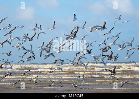 Southport, Merseyside. 1 Feb, 2018. UK Wetter. Wild life in die Luft, als die starken Winde zerschlagen, die Küste mit Ebbe für den Start einer neuen Winter Monat. Die Temperaturen sind Prognose noch weiter als Nordwind Sweep in zu fallen. Kredit; MediaWorldImages/AlamyLiveNews Stockfoto