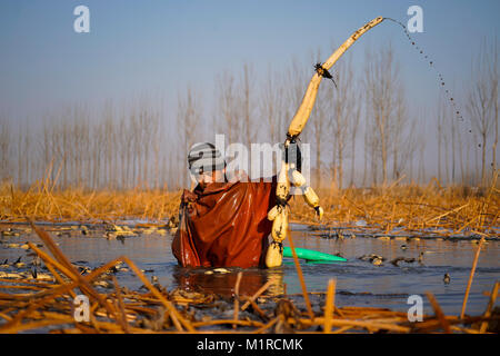 Anxin, Hebei Provinz Chinas. 31 Jan, 2018. Eine famer Picks Lotus die Wurzeln der Pflanzen in Dongxiangyang Dorf Anxin Grafschaft, in Xiongan neuer Bereich, im Norden der chinesischen Provinz Hebei, 31.01.2018. Credit: Shen Bohan/Xinhua/Alamy leben Nachrichten Stockfoto