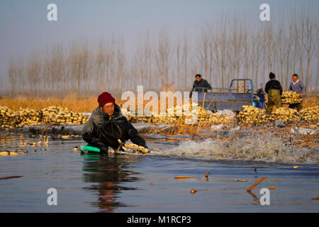 Anxin, Hebei Provinz Chinas. 31 Jan, 2018. Eine famer Picks Lotus die Wurzeln der Pflanzen in Dongxiangyang Dorf Anxin Grafschaft, in Xiongan neuer Bereich, im Norden der chinesischen Provinz Hebei, 31.01.2018. Credit: Shen Bohan/Xinhua/Alamy leben Nachrichten Stockfoto