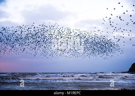 Aberystwyth Wales UK, Donnerstag, 01. Februar 2018 UK Wetter: An einem Bitterkalten Abend am ersten Tag des Februar 2018, große Herden von Zehntausenden winziger Stare den Himmel füllen, wie sie in murmurations fliegen, bevor sie im Sturzflug für die Nacht auf den Bindern und Balken unterhalb von Aberystwyth markante Meer Pier Gutschrift zu Roost: Keith Morris/Alamy leben Nachrichten Stockfoto