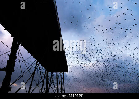 Aberystwyth Wales UK, Donnerstag, 01. Februar 2018 UK Wetter: An einem Bitterkalten Abend am ersten Tag des Februar 2018, große Herden von Zehntausenden winziger Stare den Himmel füllen, wie sie in murmurations fliegen, bevor sie im Sturzflug für die Nacht auf den Bindern und Balken unterhalb von Aberystwyth markante Meer Pier Gutschrift zu Roost: Keith Morris/Alamy leben Nachrichten Stockfoto