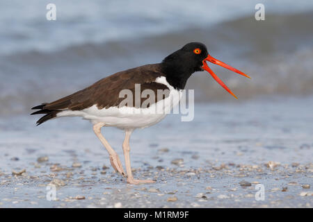 Amerikanische Austernfischer (Haematopus palliatus) Aufruf an einem Strand - Dunedin, Florida Stockfoto