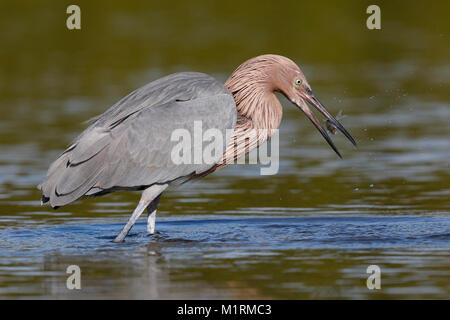 Rötlich Seidenreiher (Egretta rufescens) fängt einen Fisch - St. Petersburg, Florida Stockfoto