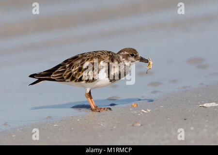 Ruddy Turnstone (Arenaria interpres) Essen eine Krabbe - Fort DeSoto, Florida Stockfoto