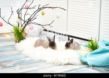Zwei Kaninchen in Ostern Dekorationen Stockfoto