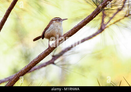 Carolina Wren thront auf einem Zweig, Thryothorus THOGLODYTITAE ludovicianus, Monroeville, Alabama, USA Reich: ANIMALIA Phylum: Chordata Class: Ave Stockfoto