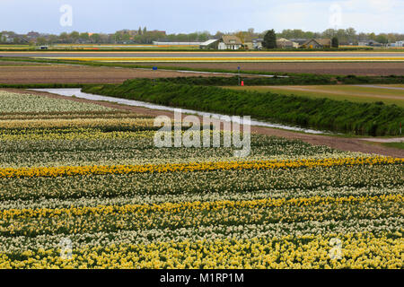 Glühlampe Farm in der Nähe von Keukenhof Niederlande Stockfoto