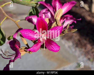 Hong Kong Orchidee, Phanera purpurea Stockfoto